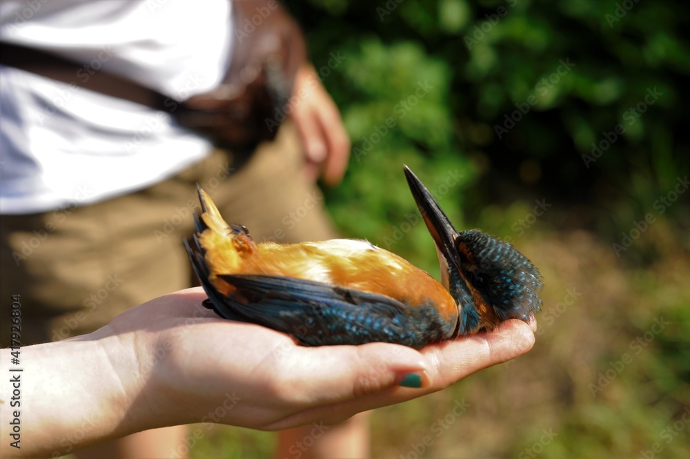 Fototapeta premium Colorful kingfisher in a hand