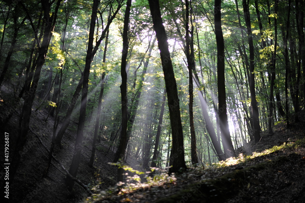 god rays in the morning forest Hungary