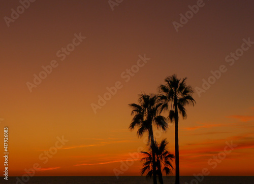 Palmen vor rotem Himmel, bei Sonnenuntergang am Strand von Novo Sancti Petri Andalusien Spanien
