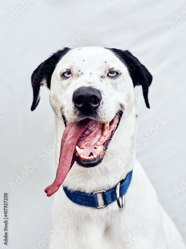 a happy dog smiling tongue out and looks like snoopy when smiling. he is an alaskanhusky with floppy ears. he is a black and white dog