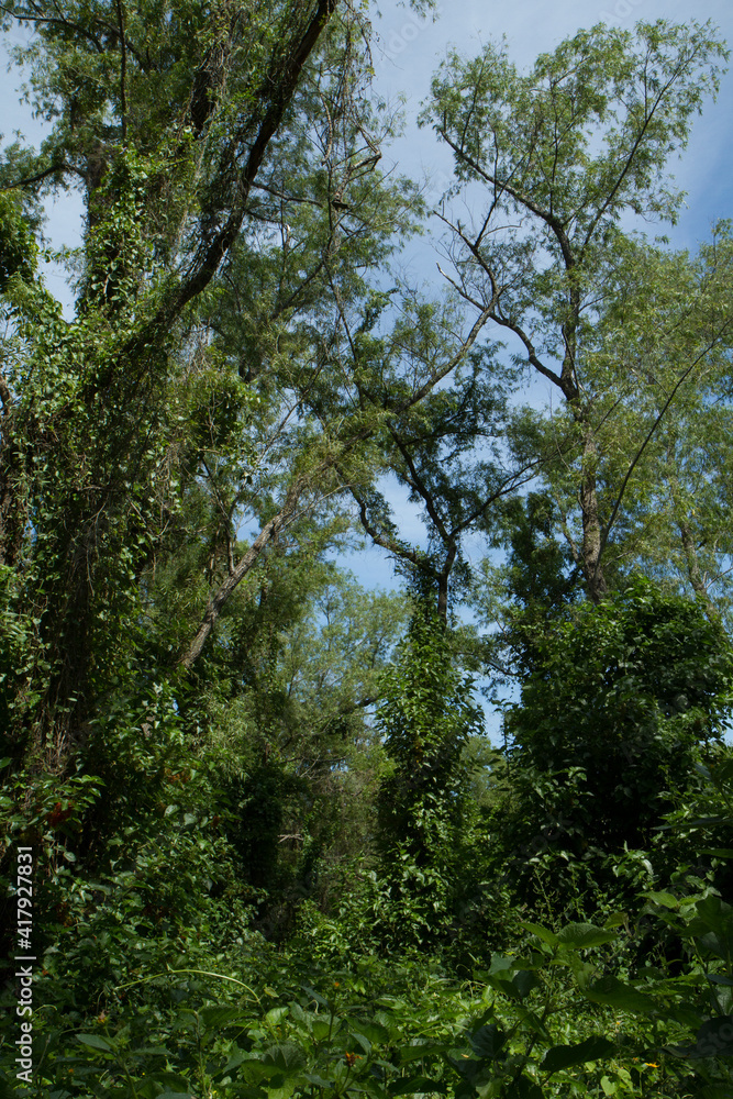 South American jungle landscape. View of the green leaves foliage and tree trunks in the tropical rainforest. South American jungle landscape. View of the green leaves foliage and tree trunks in the tropical rainforest.