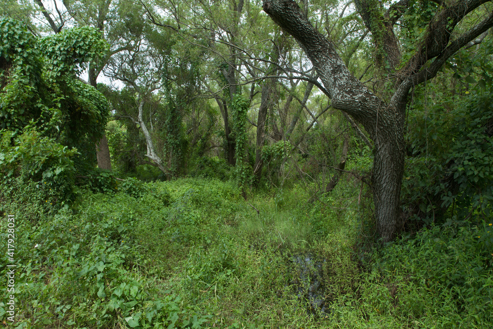 Tropical rainforest landscape. Wetland. View of the green forest. Different species of trees and plants foliage in the South American jungle. Tropical rainforest landscape. Wetland. View of the green forest. Different species of trees and plants foliage in the South American jungle.