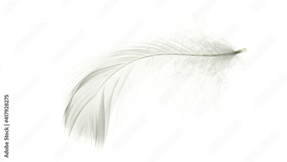 Feather fly. Nature abstract bird feather texture closeup isolated on white background in macro photography, soft focus. Elegant expressive artistic image fragility of nature.
