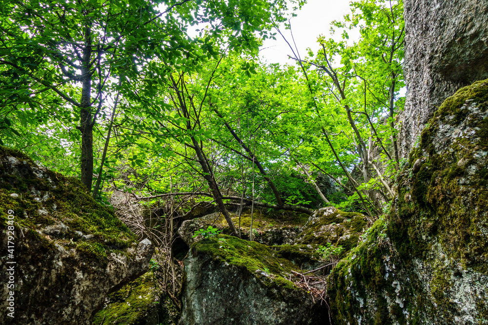 Large boulders covered by moss & overgrown by forest trees & plants. Shot in Valley of Ghosts, near Alushta, Crimea Large boulders covered by moss & overgrown by forest trees & plants. Shot in Valley of Ghosts, near Alushta, Crimea