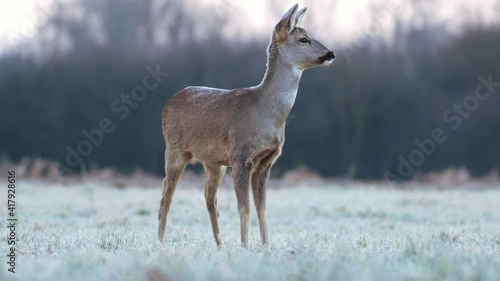 Wild roe deer in a frost covered field during winter season