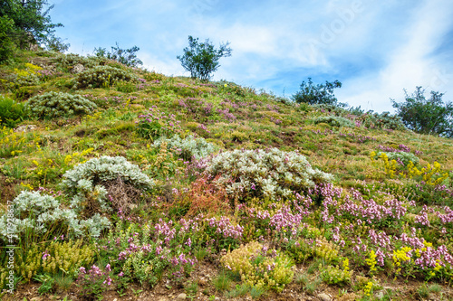 Flower meadow on mountain slope. Some of plants is possible to see only here as they prefer grow in high places. Shot in Valley of Ghosts, near Alushta, Crimea