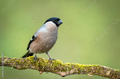 Eurasian bullfinch female ( Pyrrhula pyrrhula )