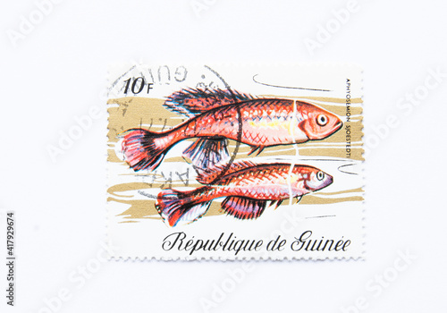 Guinea Republic Postage Stamp. circa 1971. aphyosemion sjoestedti.  photo
