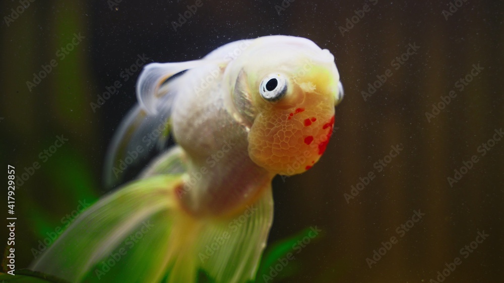 Sick goldfish swims upside down in aquarium. Sick goldfish swims upside down in aquarium.
