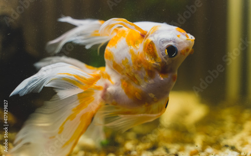 Photography Sick goldfish swims upside down in aquarium.