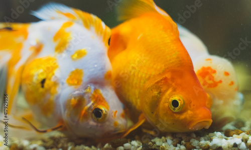 Goldfishes in aquarium with plants and stones.