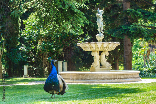Male of peacock posing in park against old fountain & trees. Shot in city park Paradise (or Aivazovsky), Partenit, Crimea