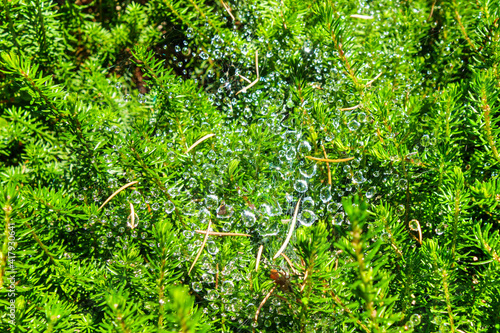 Close view onto rain or dew drops on strings of cobweb among the branches of a coniferous tree