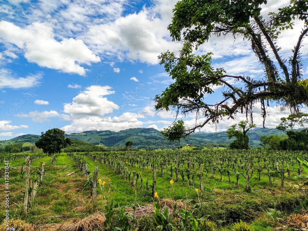 Obraz premium vineyard