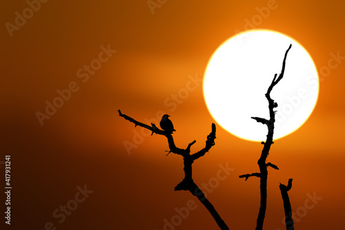 Ptak siedzący na gałęzi drzewa podczas zachodu słońca #417931241