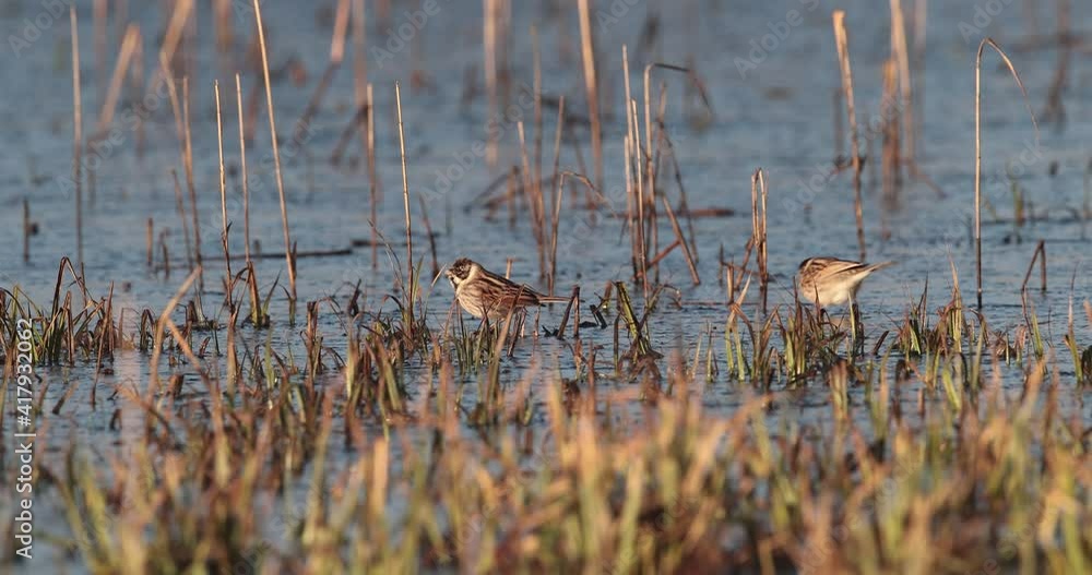 bruant des roseaux (Emberiza schoeniclus) cherchant de la nourriture sur la glace bruant des roseaux (Emberiza schoeniclus) cherchant de la nourriture sur la glace