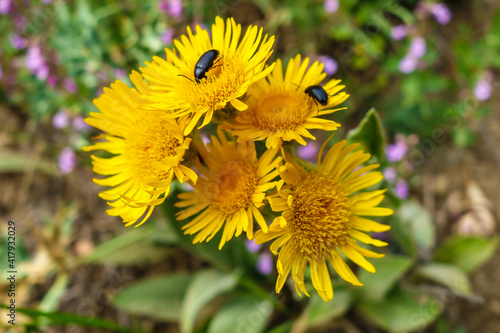 Natural bouquet of yellow flowers of Inula in field. Two beetles are feeding by pollen nectar