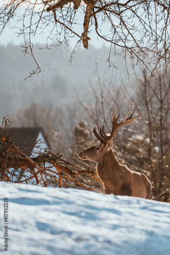Red Deer near City