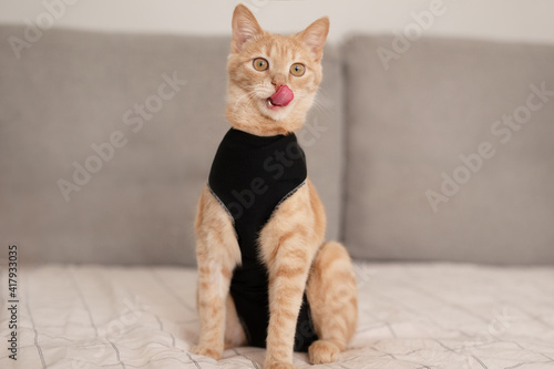 Cat in black medical blanket for cats, isolate on white background. Treatment of a pet after surgery, sterilization.