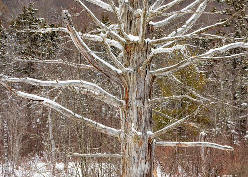 New Hampshire-Nelson photo