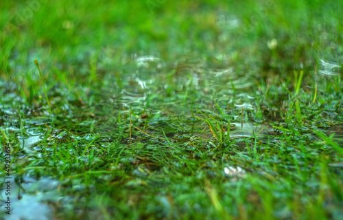 фотографія The green grass is covered with puddles on a summer day