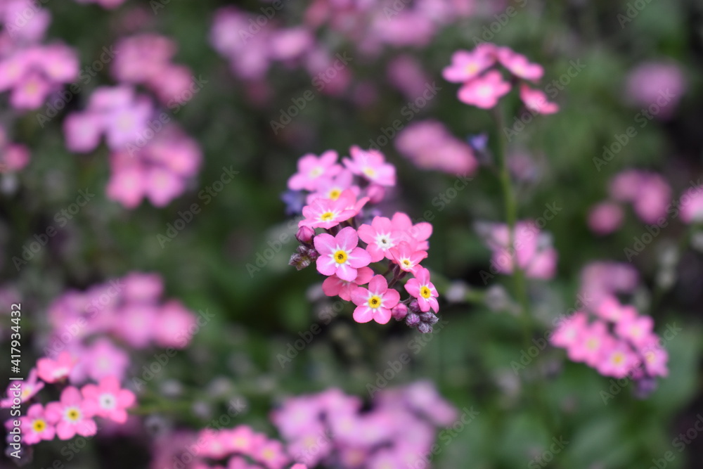 photos,nature,spring,flowers,red apple tree, photos,nature,spring,flowers,red apple tree,
