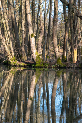 Spiegelungen von Baumstämmen in einem Teich im Wald.