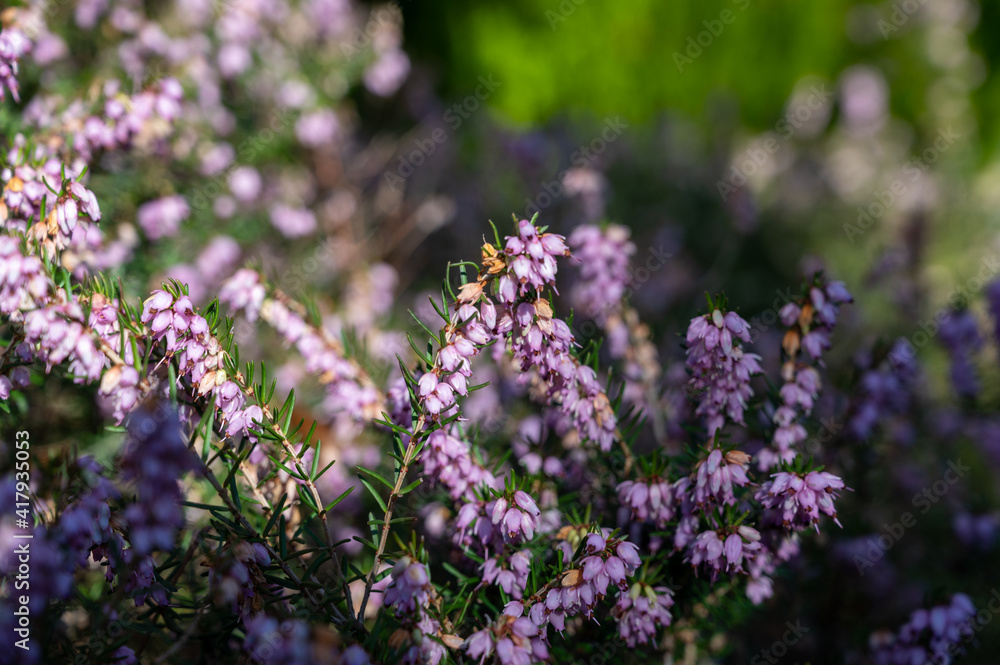 Obraz premium Blossom of light purple heather plants in spring garden