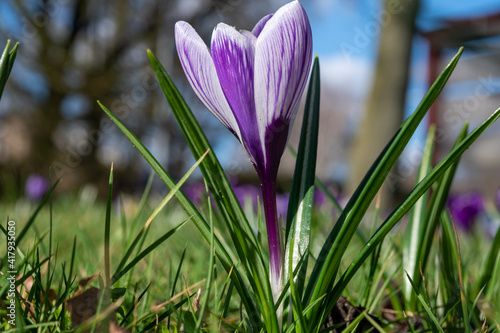 Spring in the city, blossom of colorful crocusses in sunny day
