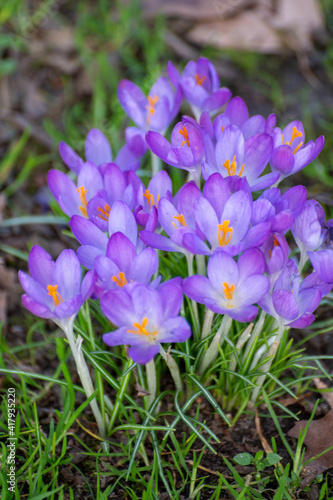 First spring flowers  blossom of purple crocusses