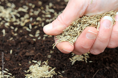 A Gardeners Hand Sowing Lawn Seed