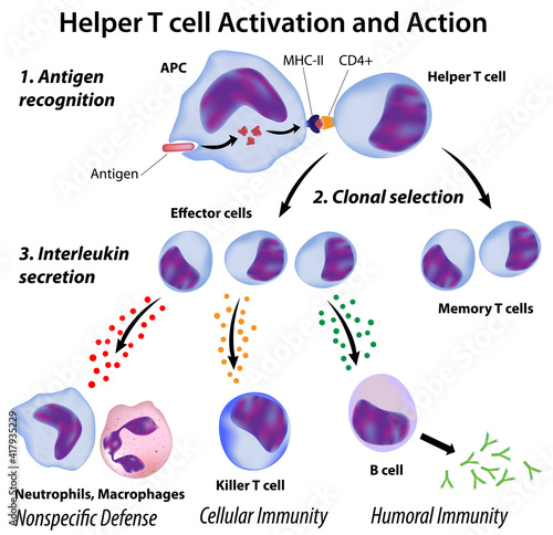 Immune system basics: Function of T helper cells photo