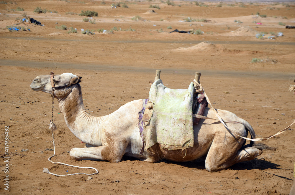 Fototapeta premium Camels on the sand, popular tourist place. Egypt, Sharm El Sheikh