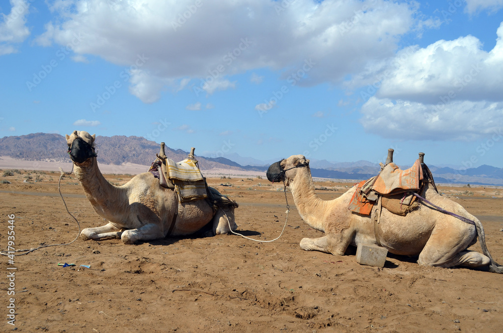 Fototapeta premium Camels on the sand, popular tourist place. Egypt, Sharm El Sheikh