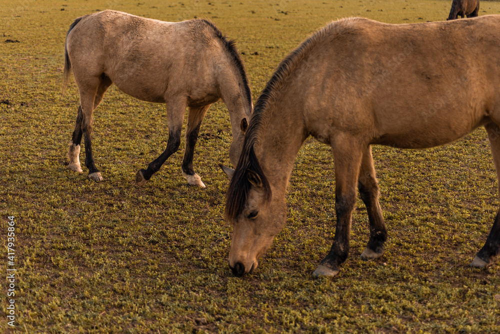 Fototapeta premium two horses grazing