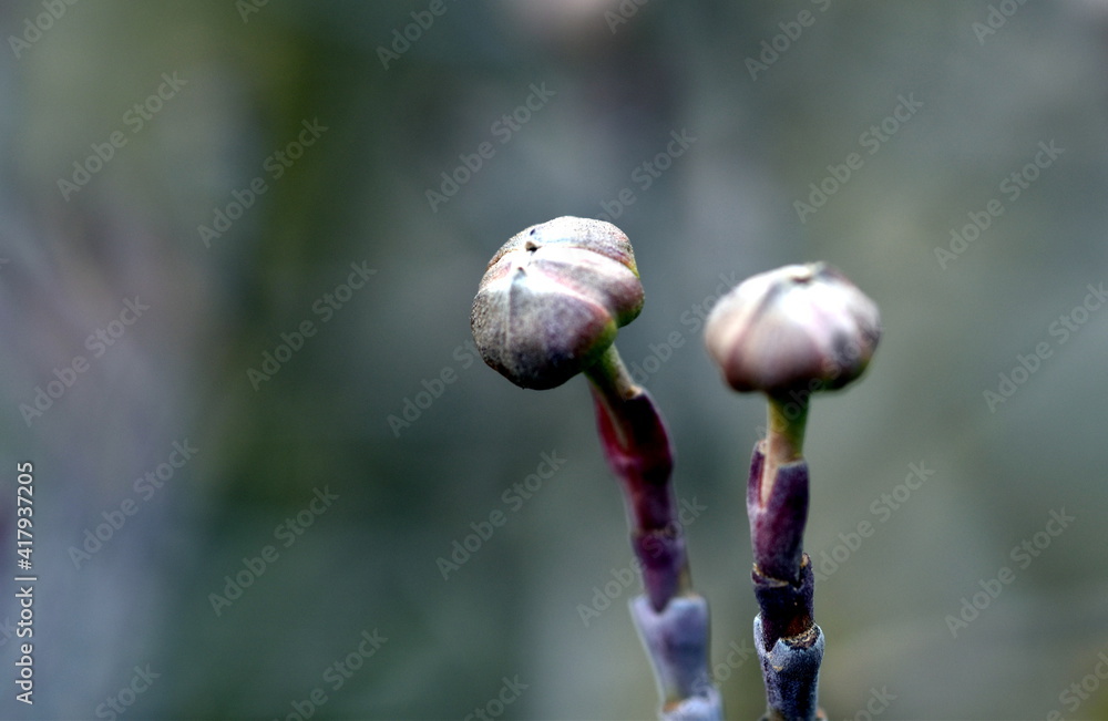 Knospen an einem Blüten-Hartriegel-Zweig Knospen an einem Blüten-Hartriegel-Zweig