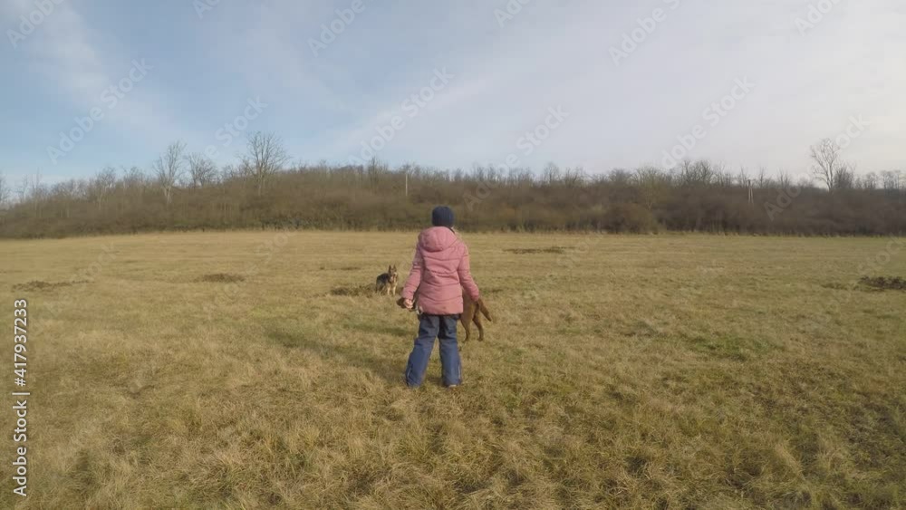 Cute little girl with a german shepherd and a chocolate brown labrador retriever in the field Cute little girl with a german shepherd and a chocolate brown labrador retriever in the field