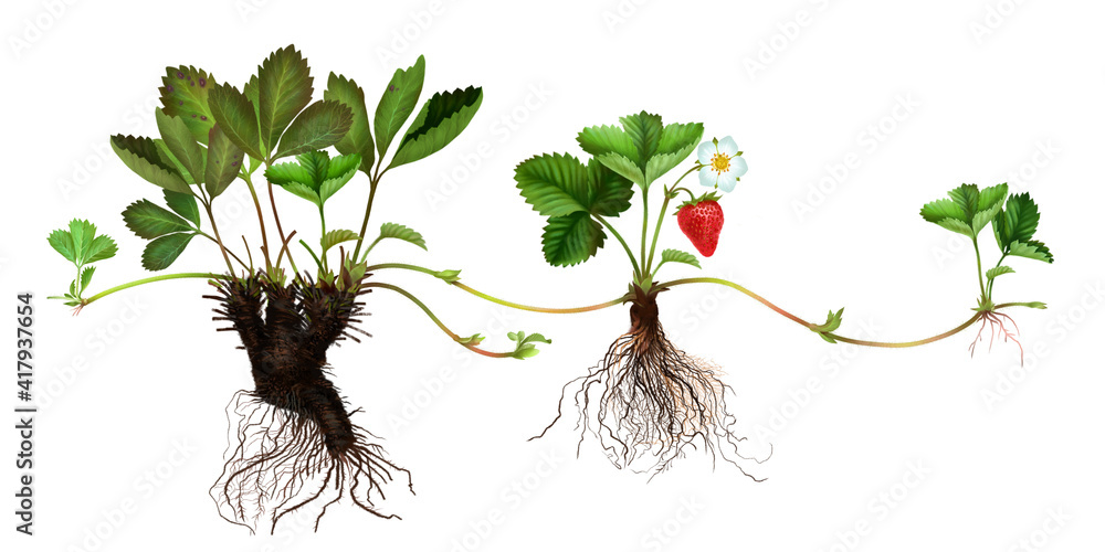 Realistic illustration of a strawberry seedling. Stages of growth and