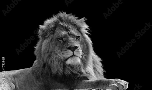 Fototapeta Naklejka Na Ścianę i Meble -  black and white Close Up Of Lion king isolated on black.