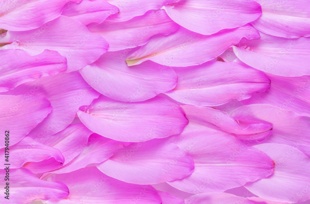 Fototapeta premium purple lilies petals background composition ,close up.