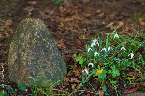 Group of Snowdrop flowers blooming in sunny spring day. Nearby there is a stone covered with moss.