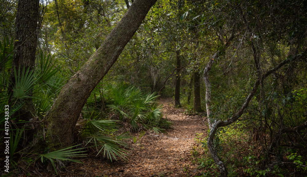 Beautiful walking path in a nature Park Beautiful walking path in a nature Park