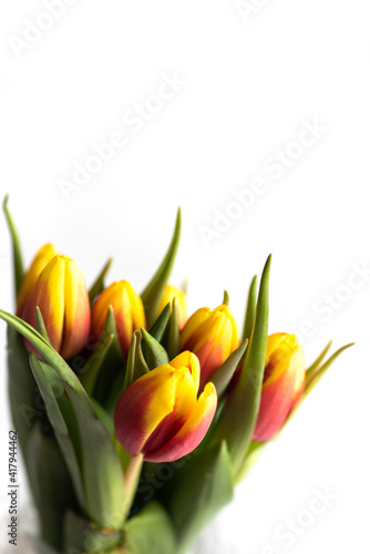 Red and yellow tulips on white background top view