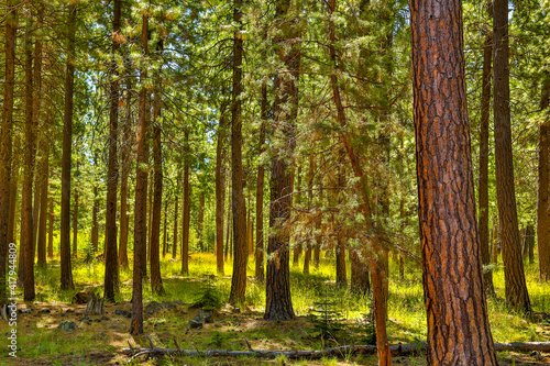 Фотография Ponderosa pine forest and green grass meadow near Sisters, Oregon