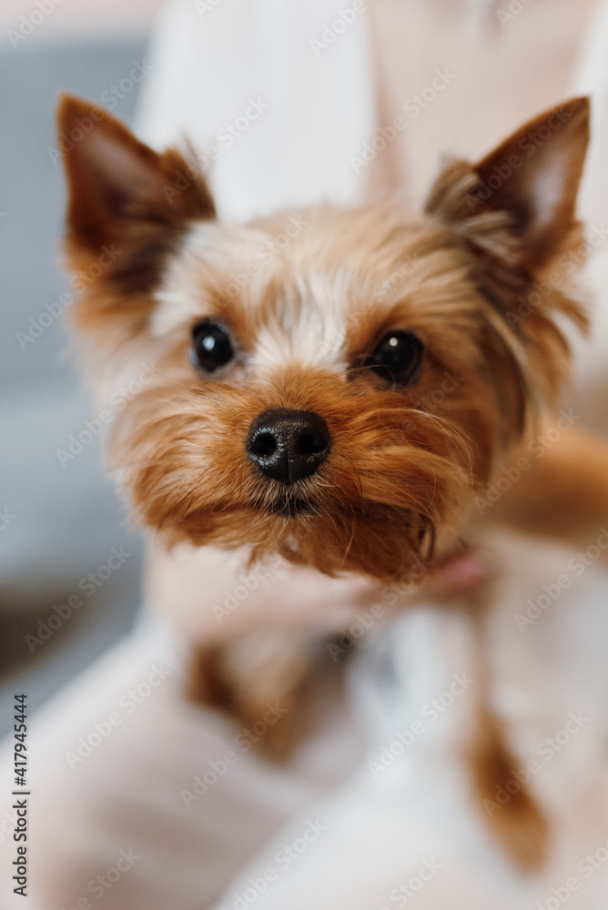 a small dog of the Terrier breed on a walk with its owners a small dog of the Terrier breed on a walk with its owners