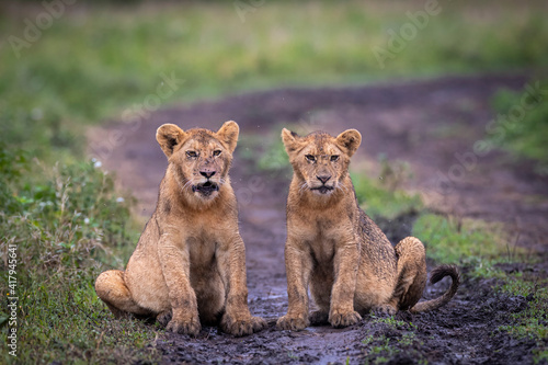 Lion cubs in road