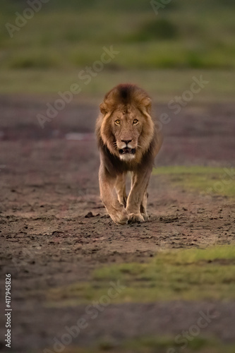 Male lion walking towards