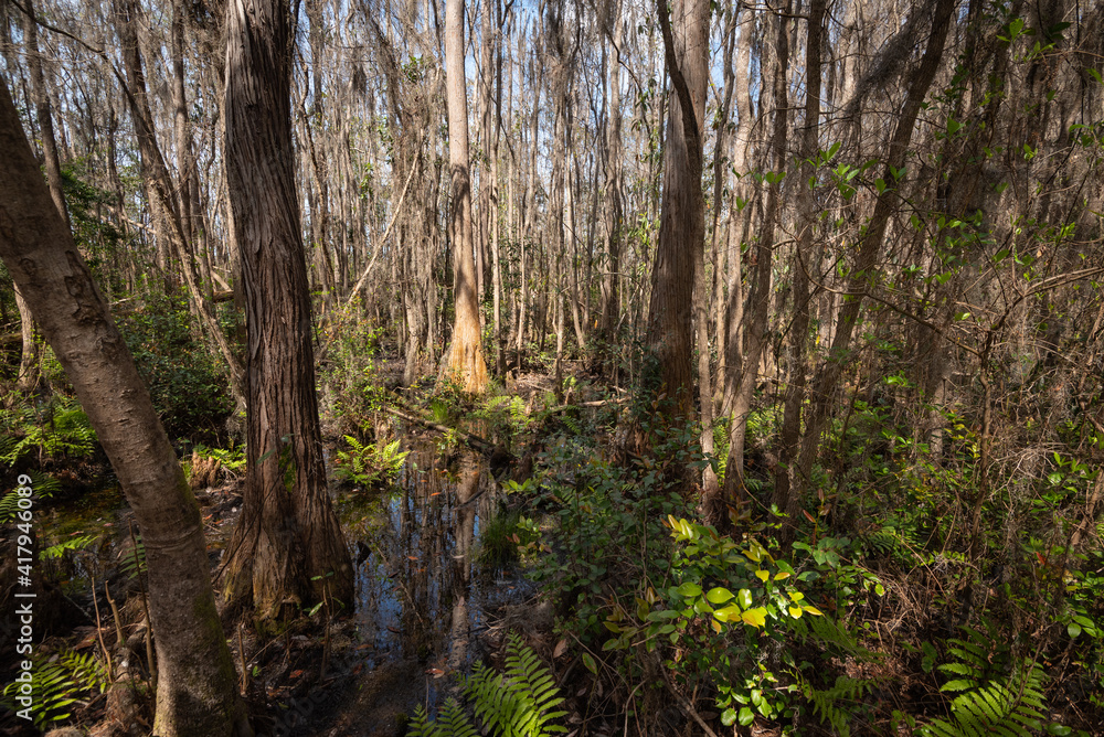 Fototapeta premium Beautiful and natural Georgian Park