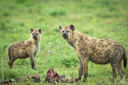 Hyenas with remains of carcass