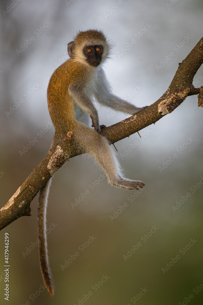Naklejka premium Vervet monkey in tree